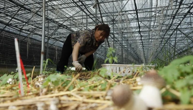河南寶豐縣：林下發展大球蓋菇，前景廣闊