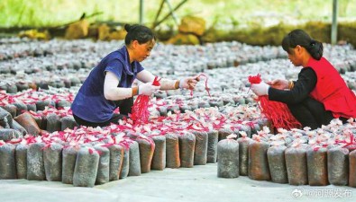 广东连平：4个食用菌大棚，村集体经济年增15万元