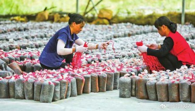 廣東連平：4個(gè)食用菌大棚，村集體經(jīng)濟(jì)年增15萬元