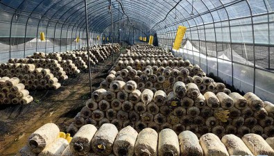 云南：食用菌產業科技支持力度不斷加大
