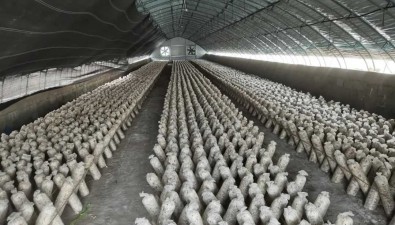 食用菌基地：日产菌棒20000袋，日产香菇10000余斤