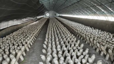 食用菌基地：日產菌棒20000袋，日產香菇10000余斤