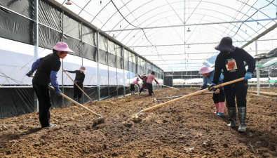 福建周寧：“花卉+食用菌”，農閑地“生金”