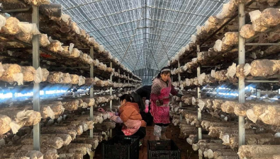 贵州电网：捐赠80万元支持食用菌产业