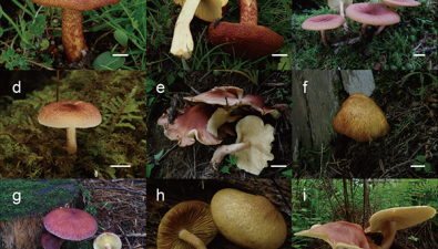 昆明植物所更新蘑菇目分类系统