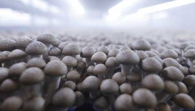 年产菌菇40万吨，江苏泗阳食用菌产业何以示范全国？