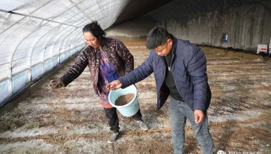 阿拉爾十間棚合作社：種羊肚菌收入70萬元