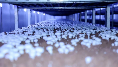 福建漳州：雙孢蘑菇新菌株“福蘑78”市場認(rèn)可度較高