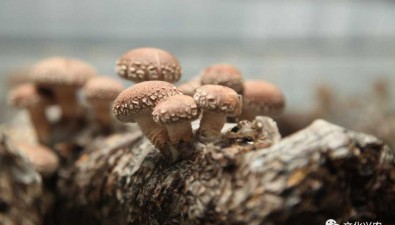 山西臨縣：小馬坊村香菇基地形成全生產鏈條
