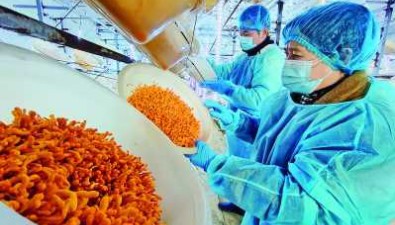 恒春菌業：年產蛹蟲草30萬斤，產值超750萬元