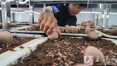 云南澄江：左所社区试种红托竹荪成功