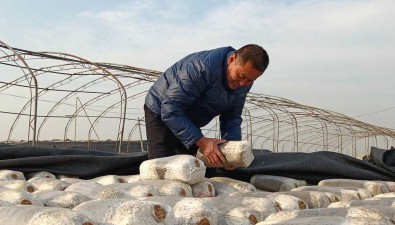 刘立明：种蘑菇20多年平菇丰收