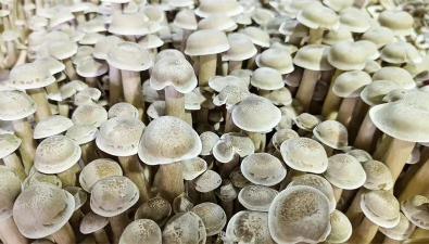 貴州玉屏：成功攻克鹿茸菇馴化培育技術(shù) 實(shí)現(xiàn)工廠化生產(chǎn)