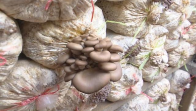 黑龙江同江市：合作社种平菇、榆黄蘑等，年产量10万斤
