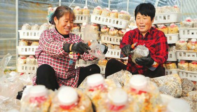 山西乡宁县：农民准备播种食用菌