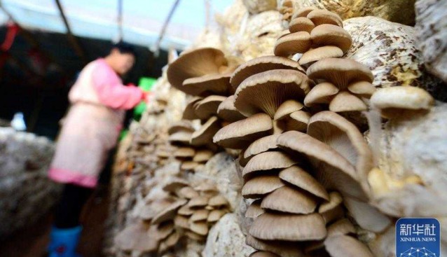 河北邯郸：毛演堡镇2000多亩食用菌，亩收7万元