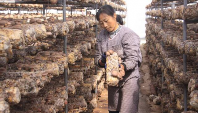 云南陆良县：食用菌企业有33家
