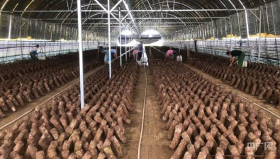 跨省聯建！食用菌產業技術合作簽約