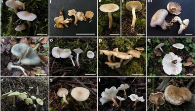 杯伞科真菌系统分类和毒蝇碱进化研究取得新进展