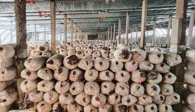 河北望都：因地制宜培育壮大菌菇产业