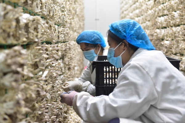 贵州兴义：“智慧菇房”试种秀珍菇成功_产业资讯_食用菌新闻_中国食用菌商务网