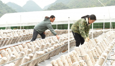 广西上林：村企合作食用菌基地促增收