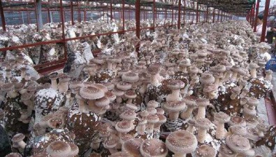 重慶食用菌產業面臨短板弱項