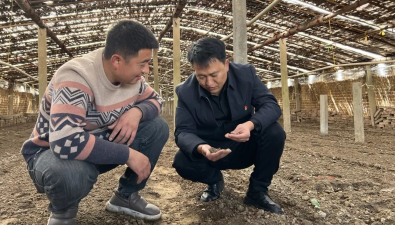江蘇豐縣：鳳城街道“領路人”發展羊肚菌有高招