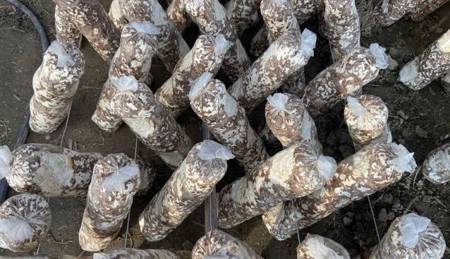 安徽歙縣：鄭村食用菌喜獲豐收
