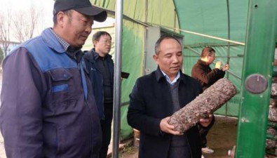 河南三門峽：專家為極端天氣食用菌應急管理支招