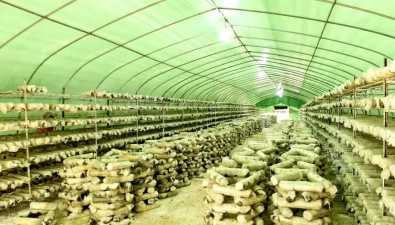 嘉多福生態農業：投入使用70個大棚，年收1200多萬元