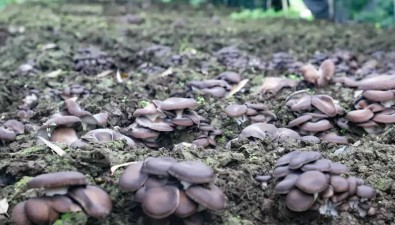 四川興文：食用菌家族喜添新成員