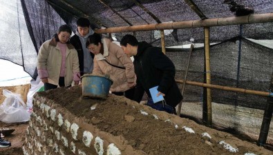 安徽歙縣：技術+獎補，菇農將擴大種植規模
