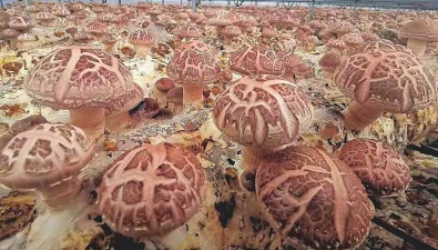山西臨縣：食用菌種植面積達4800畝，產值達3億元