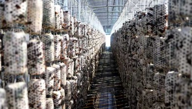 甘肅清水縣：食用菌種植面積近30萬平方米