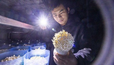 日產金針菇10萬瓶！福建石獅首個智能化食用菌項目投用