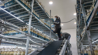 山東青島：突破技術(shù)瓶頸 打造食用菌工廠化栽培新模式