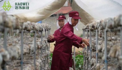 食用菌產業鏈吸納萬余人就業，形成4種利益聯結機制