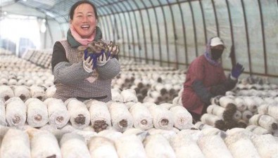 山东淄博：北石村合作社种菌菇促就业
