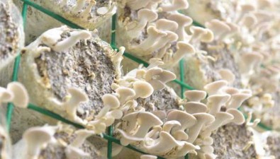 兴义市食用菌产业园：重研发，丰富食用菌产品