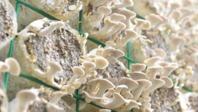 興義市食用菌產業園：重研發，豐富食用菌產品