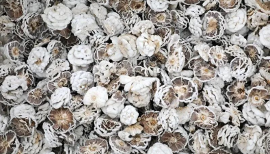 湖北十堰：高顏值食藥兼用菌實現技術突破