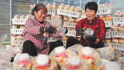 山西鄉(xiāng)寧：集約化種植食用菌