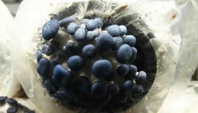 河南：食用菌新品種馴化選育工作屢獲佳績