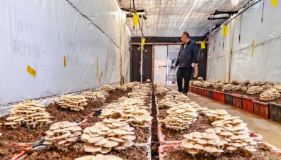 綠箐紅托竹蓀公司：“一窩菌”試種成功，一年生產(chǎn)6-8次