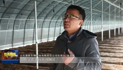 山东冠县：成功选育出温度高抗型六妹羊肚菌新品种