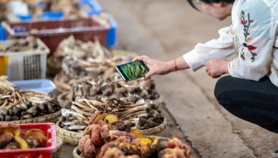 云南昆明：打造国际野生食用菌综合示范区