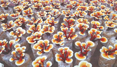 天珍實(shí)業(yè)：把靈芝種好當(dāng)花賣(mài)