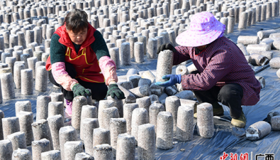 黑木耳示范基地：让“冬闲田”变“增收田”