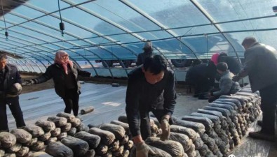 甘肅涼州區：河東鎮食用菌產業園正式進菌